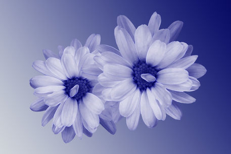 Twisted-blue-petals-bun-dr