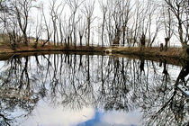 Teich im Winter von markart