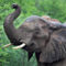 20131027-001-d-elefant
