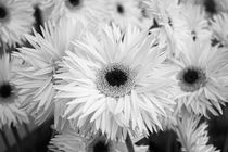 Black & White Daisys