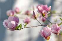 Magnolia | Magnolie von Tobia Nooke