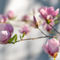 Tobia-nooke-magnolienzweig