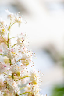 Kastanienblüte by Tobia Nooke