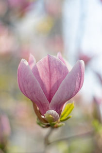Magnolia blossom | Magnolienblüte von Tobia Nooke