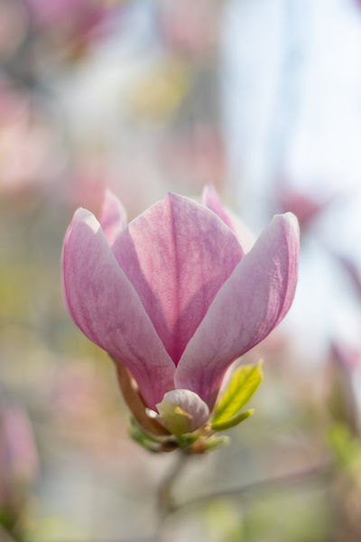 Tobia-nooke-magnolienblute