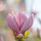 Tobia-nooke-magnolienblute