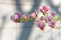 Magnolia | Magnolienzweig von Tobia Nooke
