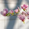 Tobia-nooke-magnolienzweig-grafisch
