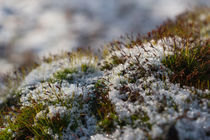 Moos im Winter | moss in winter by Tobia Nooke
