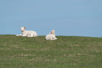 Schafe beim Sonnenbaden von Tobia Nooke