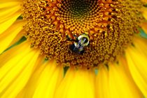 Bee on Sunflower 3, 2019 von Caitlin McGee