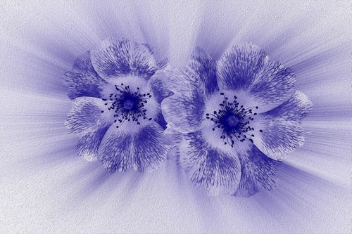 Flower-in-blue-2-bun