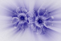 Flower in blue by feiermar