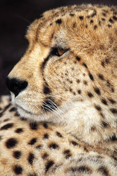 20131022-067-d-gepard