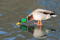 Ente auf zugefrorenen Teich von Astrid Steffens