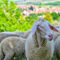 Relaxed-sheep-016419