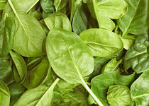 Image Of Baby Spinach Leaves by Vladimir Nenov