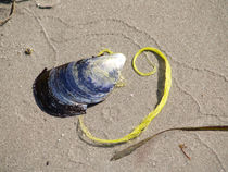 Blue shell on the beach von Thomas Thon