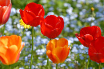 Tulips in the spring von Thomas Thon