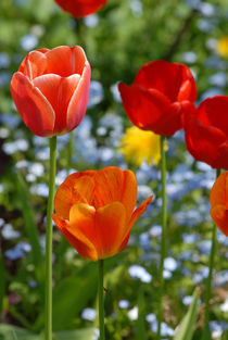 Tulips by Thomas Thon