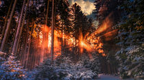 Wintermärchenlandschaft im Wald by mindscapephotos