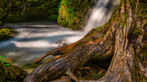 Alter Wurzelstock am Wasserfall von mindscapephotos