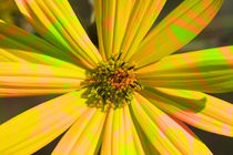 Sonnenhut (Rudbeckia fulgida), abstrakt, Blüte, Blume, Blumen von Torsten Krüger