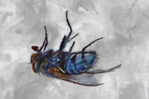 Dead Fly by Robert Deering