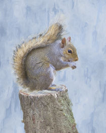 Grey squirrel on tree stump by Robert Deering