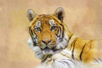 Eyes of the tiger by Robert Deering