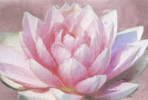 Pink Water Lily von Robert Deering