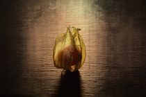 Physalis by Claudia Evans