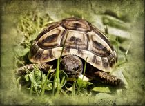 Retro Griechisches Landschildkröten Baby by kattobello