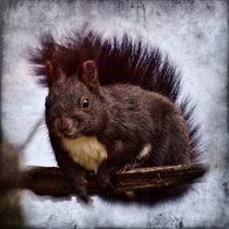 Retro Schwarzes Eichhörnchen von kattobello