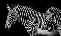 Zebras von Ricardo Will