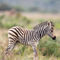 20131025-009-d-zebra-fohlen