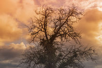 Nach dem Sturm ein wundervoller Sonnenaufgang und ein alter Baumgeist von Christine Maria Grosche