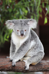 Koala by Dirk Rüter