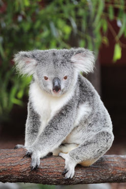 20150129-025-d-koala