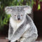 20150129-025-d-koala