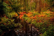Woodland Stream in Autumn von Colin Metcalf