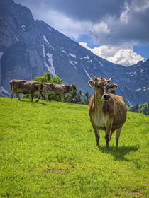 Schweizer Braunvieh vor Alpenkulisse