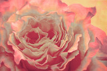 Beautyful Rose von AD DESIGN Photo + PhotoArt