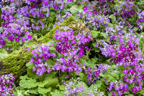 Violette und weisse Fliederprimeln mit moos bewachsenem Holzstamm
