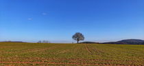 lonely tree von Andrea Meister