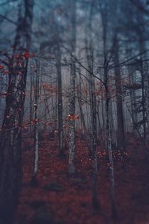 magic forest by emanuele molinari
