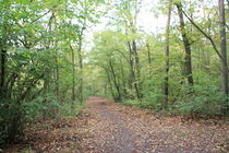 Waldweg von Gerda Hutt