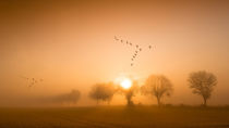 'foggy morning' by franziskus