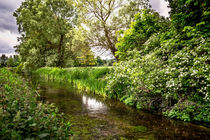The River Itchen by Ian Lewis