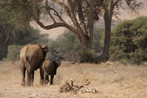 Elefanten in Namibia von Dirk Rüter